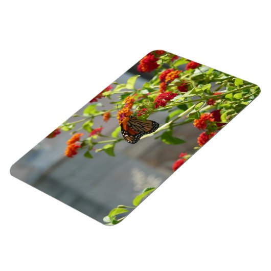 (昆虫)オオカバマダラ、モナークバタフライオンレッドバタフライブッシュ マグネット (左側)