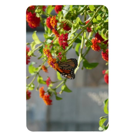 (昆虫)オオカバマダラ、モナークバタフライオンレッドバタフライブッシュ マグネット (縦)