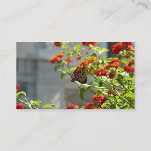 (昆虫)オオカバマダラ、モナークバタフライオンレッドバタフライブッシュ 名刺 (裏面)