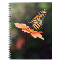 （昆虫）オオカバマダラ、モナークバタフライオンヴェルベナ&ダリア