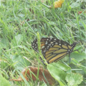 （昆虫）オオカバマダラ、モナークバタフライカスタムカットビニールシール シール (正面)