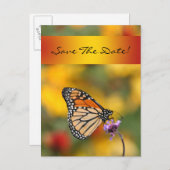 （昆虫）オオカバマダラ、モナークバタフライカード 案内ポストカード (正面/裏面)