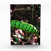 (昆虫)オオカバマダラ、モナークバタフライキャタピラーオハイオハイガーデン フォトブロック (正面)