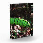 (昆虫)オオカバマダラ、モナークバタフライキャタピラーオハイオハイガーデン フォトブロック (左)