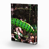 (昆虫)オオカバマダラ、モナークバタフライキャタピラーオハイオハイガーデン フォトブロック (右)