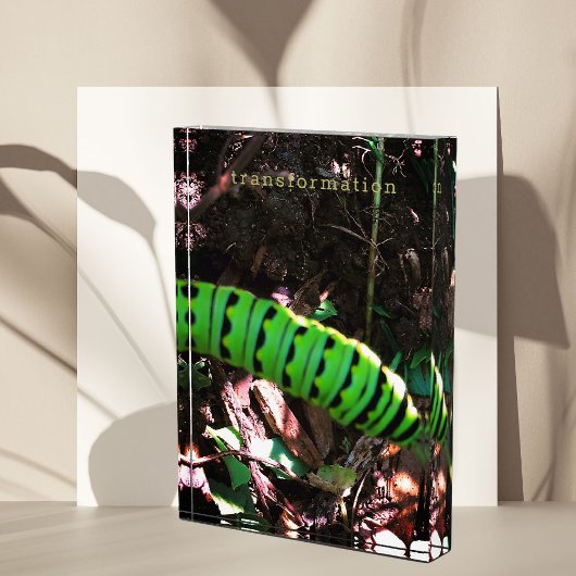 (昆虫)オオカバマダラ、モナークバタフライキャタピラーオハイオハイガーデン フォトブロック