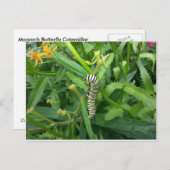(昆虫)オオカバマダラ、モナークバタフライキャタピラー付きポストカード ポストカード (正面/裏面)