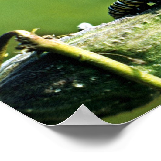 (昆虫)オオカバマダラ、モナークバタフライキャタピラー ポスター (角)