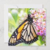 (昆虫)オオカバマダラ、モナークバタフライスピッピングネッター 招待状 (裏面)