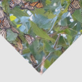 (昆虫)オオカバマダラ、モナークバタフライティッシュペーパー 薄葉紙 (詳細)