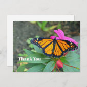 （昆虫）オオカバマダラ、モナークバタフライピンクフローラ写真ありがとう ポストカード (正面/裏面)
