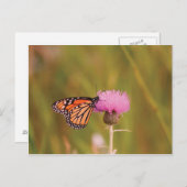 (昆虫)オオカバマダラ、モナークバタフライポストカード ポストカード (正面/裏面)