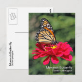 （昆虫）オオカバマダラ、モナークバタフライポストカード ポストカード (正面/裏面)