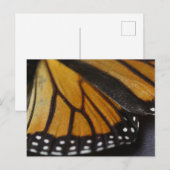 （昆虫）オオカバマダラ、モナークバタフライマクロ ポストカード (正面/裏面)