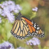 （昆虫）オオカバマダラ、モナークバタフライワイルドフラワーラージシール シール (正面)