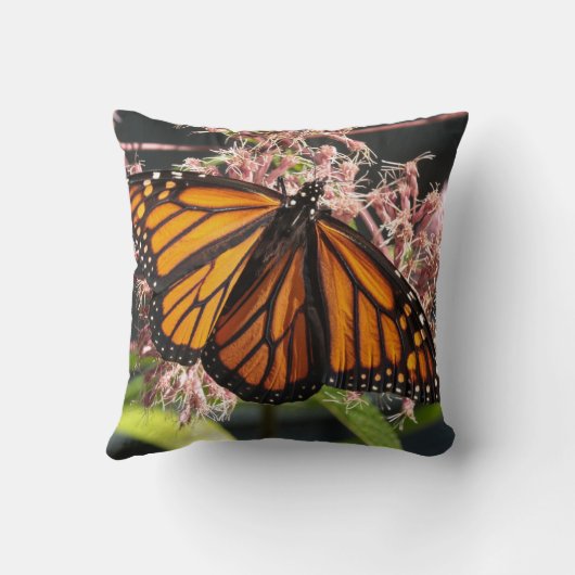 （昆虫）オオカバマダラ、モナークバタフライ両面自然撮影 クッション (裏面)