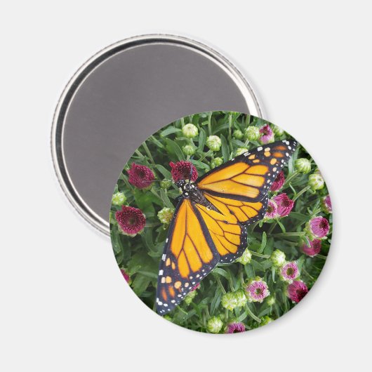 (昆虫)オオカバマダラ、モナークバタフライ写真 マグネット (正面/裏面)