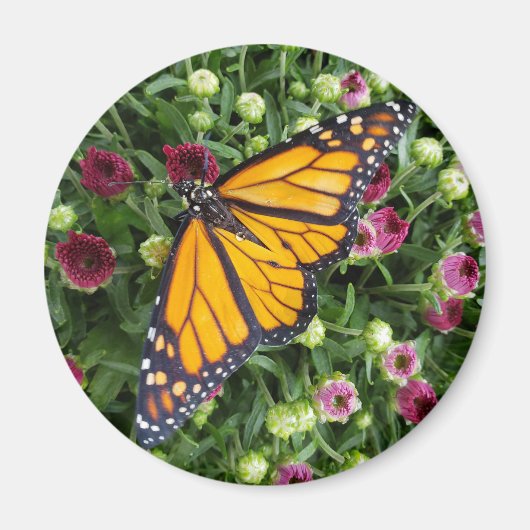 (昆虫)オオカバマダラ、モナークバタフライ写真 マグネット (正面)