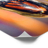 (昆虫)オオカバマダラ、モナークバタフライ撮影ウォールデコールプリント ポスター (角)