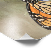 （昆虫）オオカバマダラ、モナークバタフライ撮影プリント フォトプリント            (角)