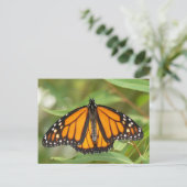 (昆虫)オオカバマダラ、モナークバタフライ葉書。 ポストカード (スタンド正面)