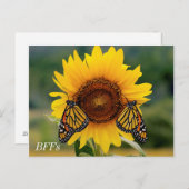 (昆虫)オオカバマダラ、モナークバターフィズオンサンフラワー ポストカード (正面/裏面)