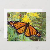 （昆虫）オオカバマダラ、モナークバターフィー – はがき (正面/裏面)