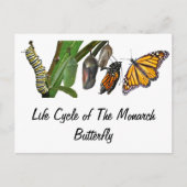 (昆虫)オオカバマダラ、モナークライフサイクル ポストカード (正面)