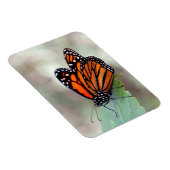 (昆虫)オオカバマダラ、モナーク休止 マグネット (右側)