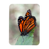 (昆虫)オオカバマダラ、モナーク休止 マグネット (縦)