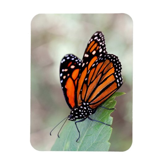 (昆虫)オオカバマダラ、モナーク休止 マグネット (縦)