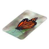 (昆虫)オオカバマダラ、モナーク休止 マグネット (左側)