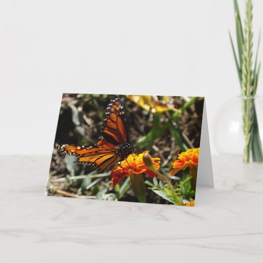 （昆虫）オオカバマダラ、モナーク及びマリーゴールド カード (正面)