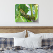 （昆虫）オオカバマダラ、モナーク毛虫キャンバスプリント キャンバスプリント (インサイチュ (寝室))