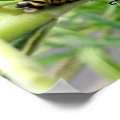 （昆虫）オオカバマダラ、モナーク毛虫 ポスター (角)