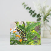 (昆虫)オオカバマダラ、モナーク毛虫 ポストカード (スタンド正面)