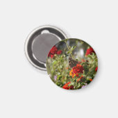 （昆虫）オオカバマダラ、モナーク磁石 マグネット (正面/裏面)