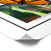 (昆虫)オオカバマダラ、モナーク蝶とクリサリスアート ポスター (角)