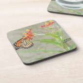 (昆虫)オオカバマダラ、モナーク蝶と毛虫 コースター (左側)