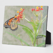 (昆虫)オオカバマダラ、モナーク蝶と毛虫 フォトプラーク (側面)