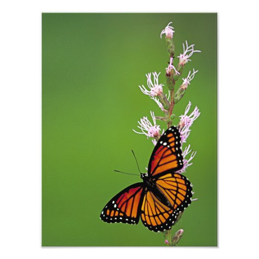 (昆虫)オオカバマダラ、モナーク蝶と花の緑の背景 フォトプリント (正面)