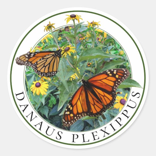 （昆虫）オオカバマダラ、モナーク蝶と黒い目スーザンRudbeckia ラウンドシール (正面)
