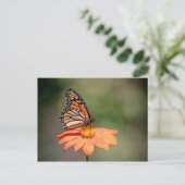 (昆虫)オオカバマダラ、モナーク蝶のオレンジの花 ポストカード (スタンド正面)