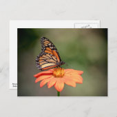 (昆虫)オオカバマダラ、モナーク蝶のオレンジの花 ポストカード (正面/裏面)