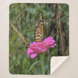 （昆虫）オオカバマダラ、モナーク蝶のピンクかわいらしの《植物》百日草の花 シェルパブランケット