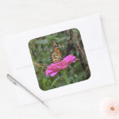 （昆虫）オオカバマダラ、モナーク蝶のピンクかわいらしの《植物》百日草の花 スクエアシール (封筒)