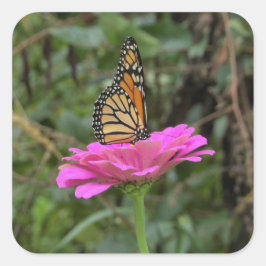 （昆虫）オオカバマダラ、モナーク蝶のピンクかわいらしの《植物》百日草の花 スクエアシール