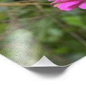 (昆虫)オオカバマダラ、モナーク蝶のピンクかわいらしの《植物》百日草の花 フォトプリント            (角)