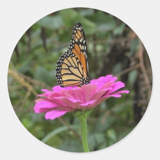 （昆虫）オオカバマダラ、モナーク蝶のピンクかわいらしの《植物》百日草の花 ラウンドシール (正面)