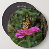 （昆虫）オオカバマダラ、モナーク蝶のピンクかわいらしの《植物》百日草の花 缶バッジ (正面&裏面)